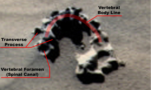 Spine Anatomy