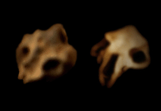 Skull comparison